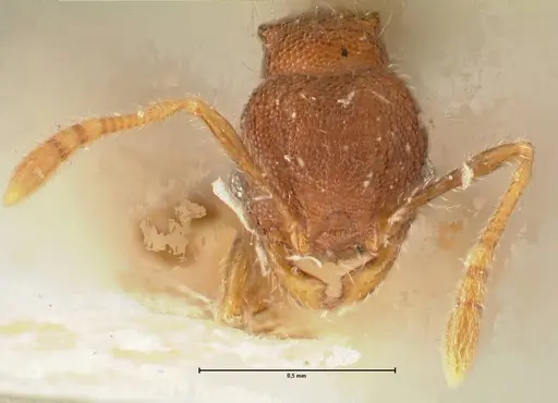 Pheidole tjibodana specimen FOCOL1369 image focol1369_2