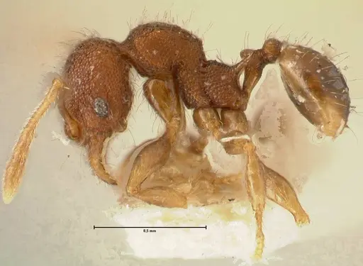 Pheidole tjibodana specimen FOCOL1369 image focol1369_3