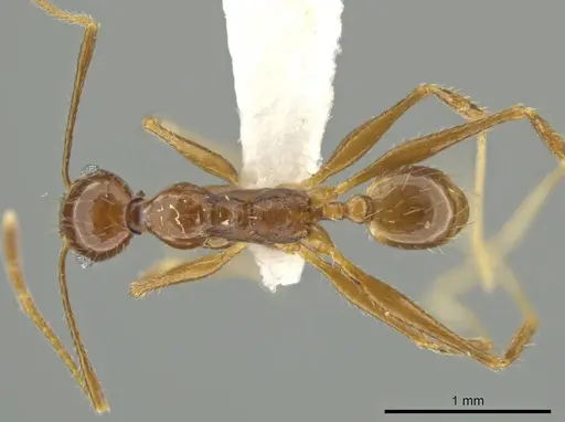 Pheidole tobini specimen CASENT0645881 image casent0645881_1
