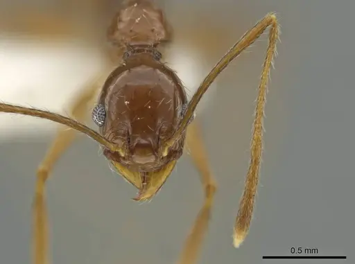 Pheidole tobini specimen CASENT0645881 image casent0645881_2