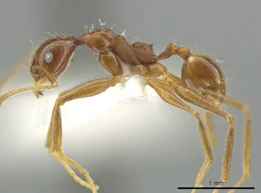 Pheidole tobini specimen CASENT0645881 image casent0645881_3
