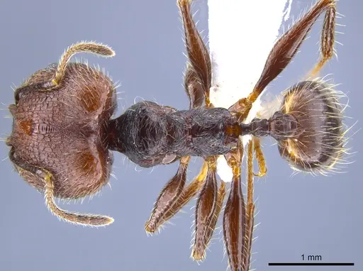 Pheidole tobini specimen CASENT0650628 image casent0650628_1
