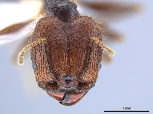 Pheidole tobini specimen CASENT0650628 image casent0650628_2
