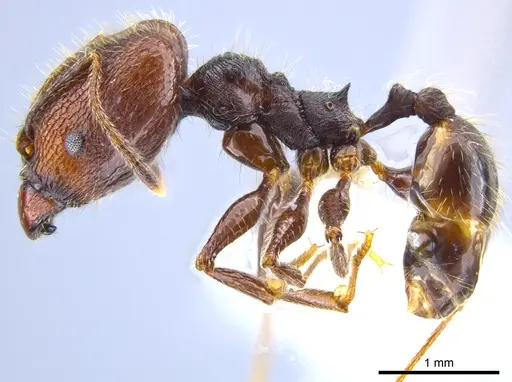 Pheidole tobini specimen CASENT0650628 image casent0650628_3