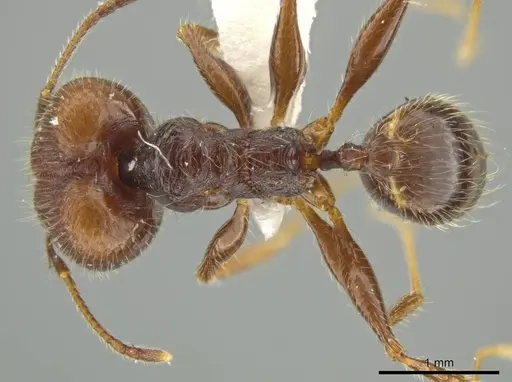 Pheidole tobini specimen JTLC000016557 image jtlc000016557_1