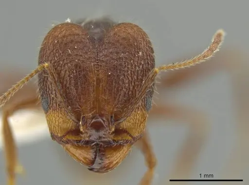 Pheidole tobini specimen JTLC000016557 image jtlc000016557_2