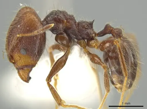 Pheidole tobini specimen JTLC000016557 image jtlc000016557_3