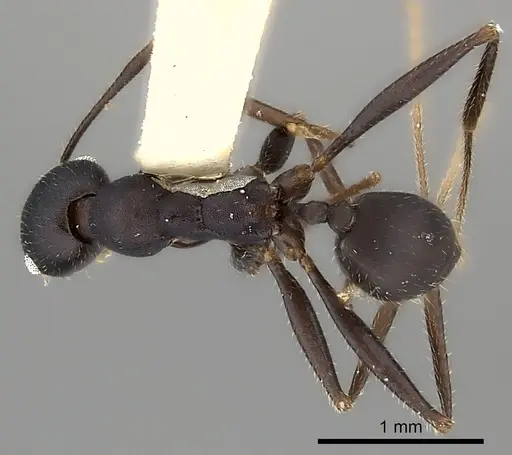 Pheidole tolteca specimen CASENT0217905 image casent0217905_1