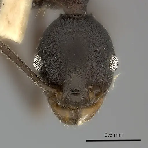 Pheidole tolteca specimen CASENT0217905 image casent0217905_2
