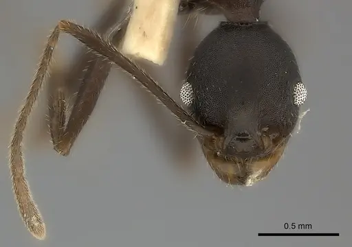 Pheidole tolteca specimen CASENT0217905 image casent0217905_3