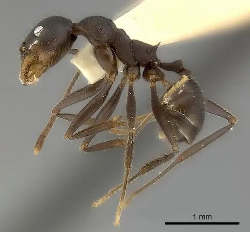 Pheidole tolteca specimen CASENT0217905 image casent0217905_4