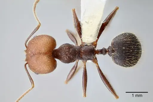 Pheidole tolteca specimen CASENT0649660 image casent0649660_1
