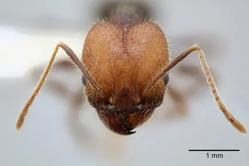 Pheidole tolteca specimen CASENT0649660 image casent0649660_2