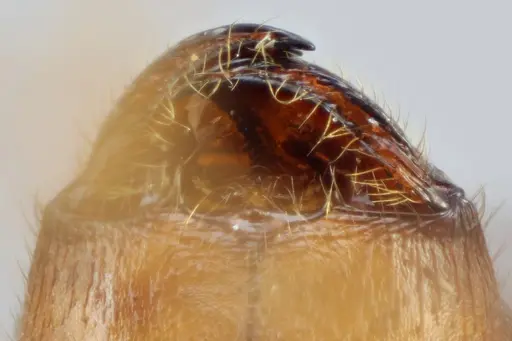 Pheidole tolteca specimen CASENT0649660 image casent0649660_3