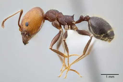 Pheidole tolteca specimen CASENT0649660 image casent0649660_4