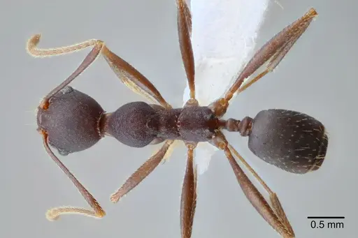 Pheidole tolteca specimen CASENT0649661 image casent0649661_1