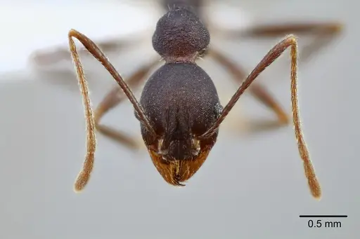Pheidole tolteca specimen CASENT0649661 image casent0649661_2