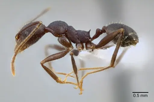 Pheidole tolteca specimen CASENT0649661 image casent0649661_3