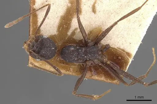 Pheidole tolteca specimen CASENT0908121 image casent0908121_1