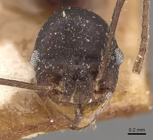 Pheidole tolteca specimen CASENT0908121 image casent0908121_2