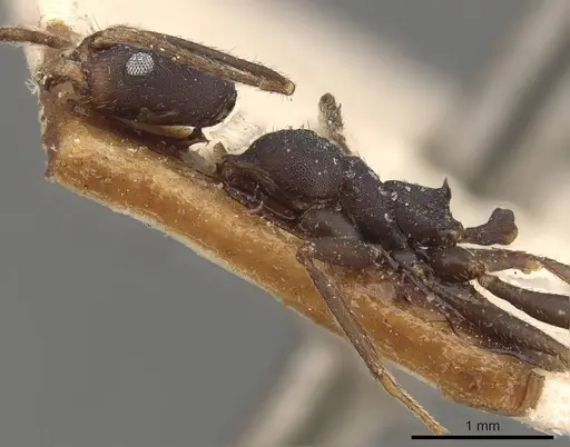 Pheidole tolteca specimen CASENT0908121 image casent0908121_3