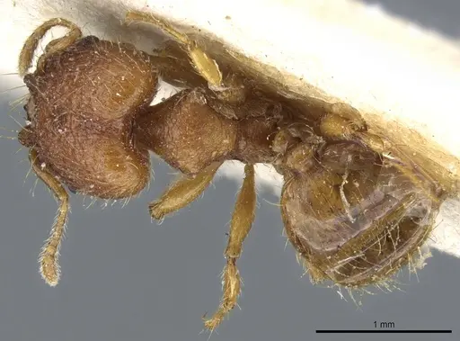 Pheidole trachyderma specimen CASENT0904374 image casent0904374_1