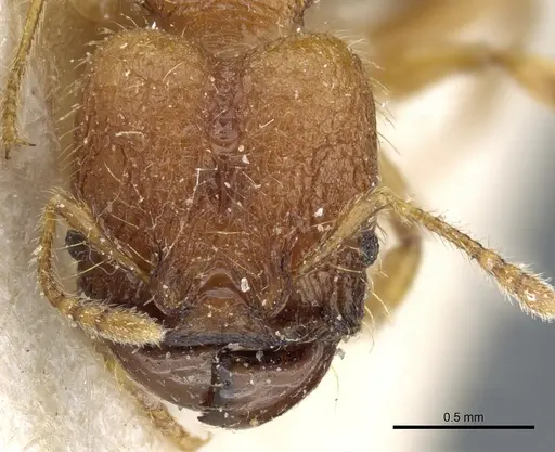 Pheidole trachyderma specimen CASENT0904374 image casent0904374_2