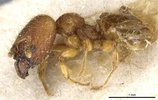 Pheidole trachyderma specimen CASENT0904374 image casent0904374_3