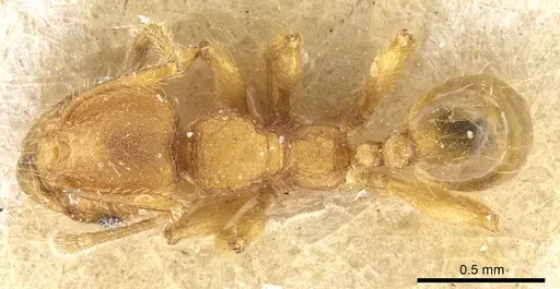 Pheidole trachyderma specimen CASENT0904375 image casent0904375_1