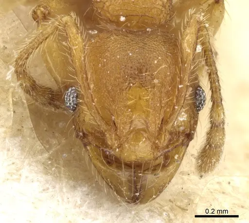 Pheidole trachyderma specimen CASENT0904375 image casent0904375_2