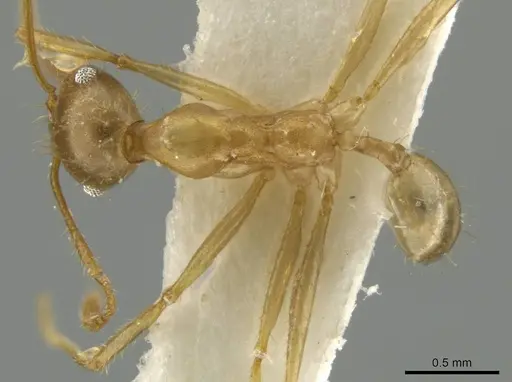 Pheidole trageri specimen CASENT0645882 image casent0645882_1