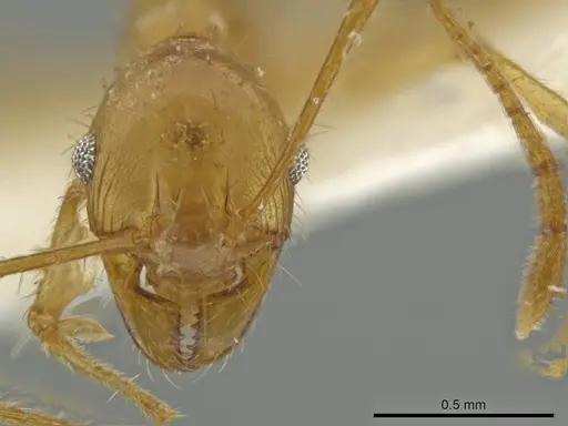 Pheidole trageri specimen CASENT0645882 image casent0645882_2