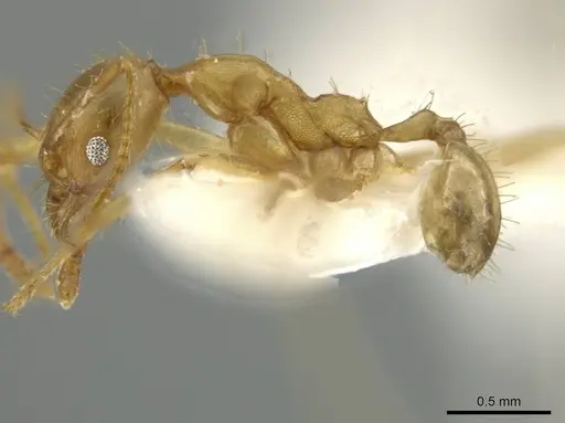 Pheidole trageri specimen CASENT0645882 image casent0645882_3