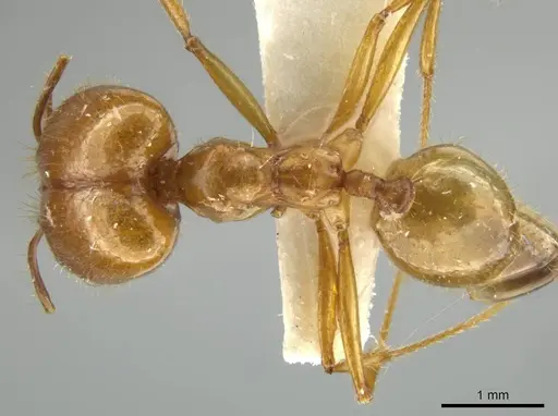 Pheidole trageri specimen JTLC000016558 image jtlc000016558_1