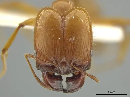 Pheidole trageri specimen JTLC000016558 image jtlc000016558_2