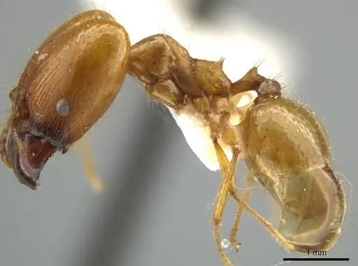 Pheidole trageri specimen JTLC000016558 image jtlc000016558_3