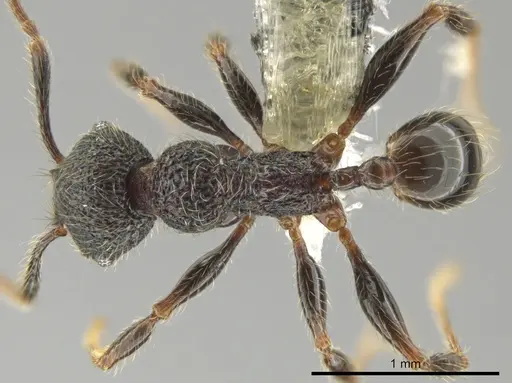 Pheidole traini specimen CASENT0648644 image casent0648644_1