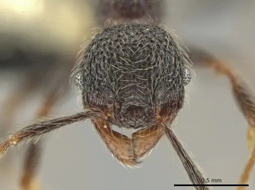 Pheidole traini specimen CASENT0648644 image casent0648644_2