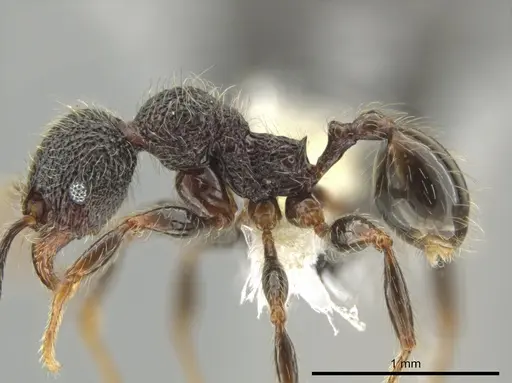 Pheidole traini specimen CASENT0648644 image casent0648644_3