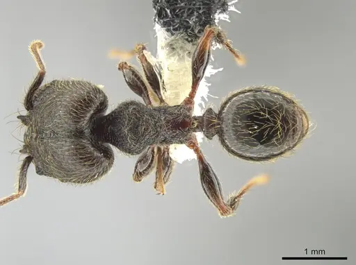 Pheidole traini specimen CASENT0648645 image casent0648645_1