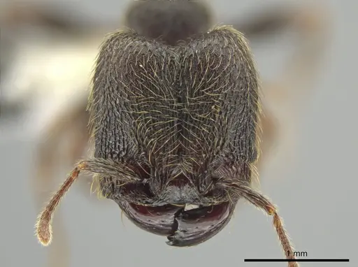 Pheidole traini specimen CASENT0648645 image casent0648645_2