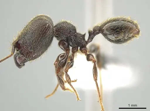 Pheidole traini specimen CASENT0648645 image casent0648645_3