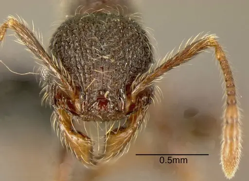 Pheidole traini specimen MEKOU221454 image mekou221454_1