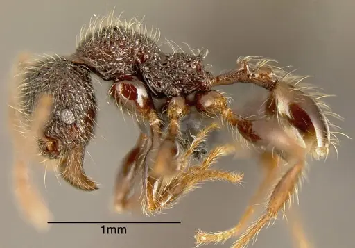Pheidole traini specimen MEKOU221454 image mekou221454_2
