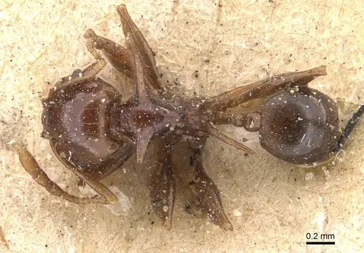 Pheidole transfigens specimen CASENT0907765 image casent0907765_1