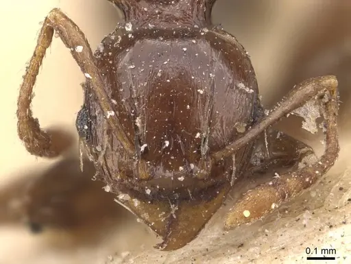 Pheidole transfigens specimen CASENT0907765 image casent0907765_2