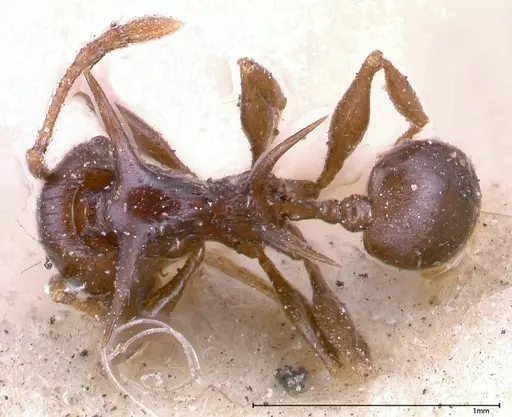 Pheidole transfigens specimen FOCOL0618 image focol0618_1