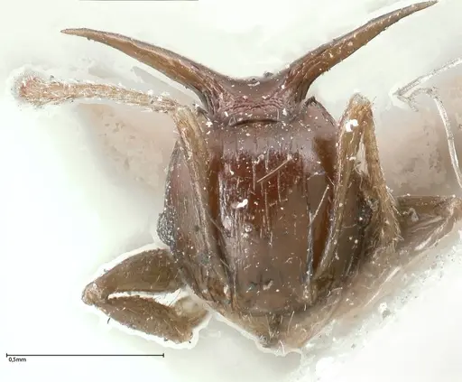 Pheidole transfigens specimen FOCOL0618 image focol0618_2