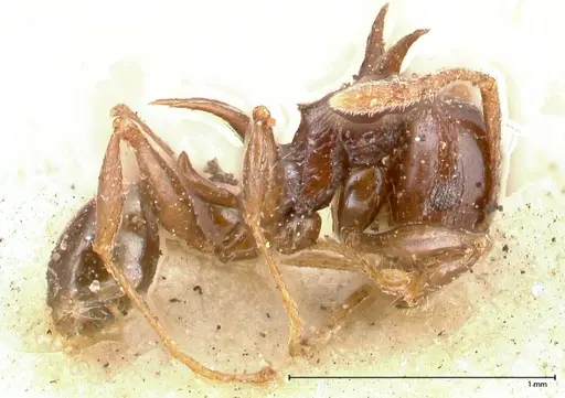 Pheidole transfigens specimen FOCOL0618 image focol0618_3