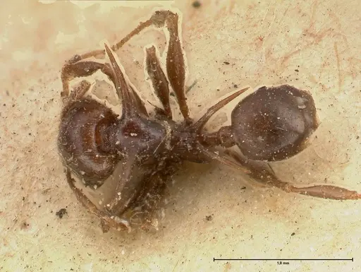 Pheidole transfigens specimen FOCOL0619 image focol0619_1